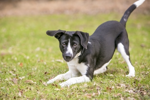 Dog, The Health Bond