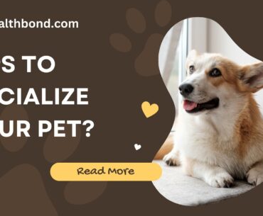 Tips to Socialize Your Pet, The Health Bond