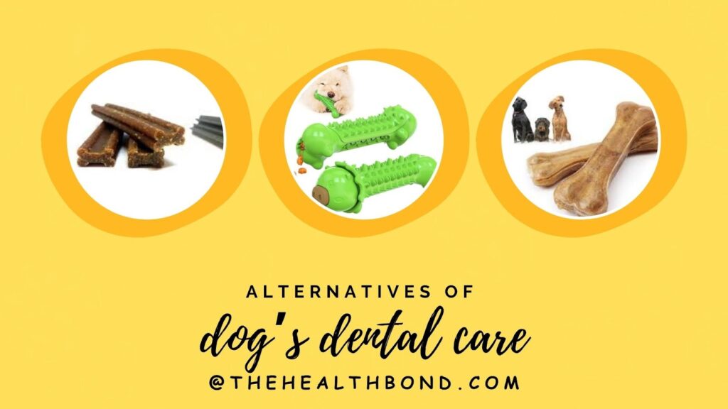 Alternatives of Dog Dental Care, The Health Bond.